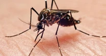 Los casos confirmados de dengue han disminuido 80% en lo que va de 2025
