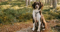 Adopta, no compres: 5 razones para tener un lomito de raza única