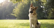 Estudio: los perros sí entienden a los humanos