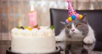 Día Mundial del Gato: ¿Por qué se celebra en tres fechas distintas del año?