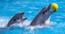 Diputados aprueban Ley Mincho para prohibir espectáculos con delfines