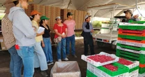 Agroexportadores de berries piden que las certificaciones no se conviertan en una carga burocrática