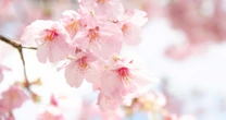 優しい記憶、たくましく生きた記憶という優しさ『八重の桜』ーー『羽生結弦 notte stellata 2026』紀行（5）