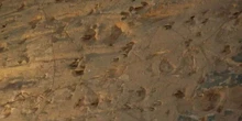 El feroz depredador que en realidad era un inocente herbívoro: giro en la única estampida de dinosaurios de la que hay registro