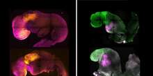 Crean una nueva generación de embriones sintéticos sin óvulos, esperma ni útero, y con un cerebro más desarrollado