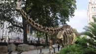 La escultura de un Diplodocus adorna los jardines del Museo de Historia Natural de Londres