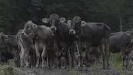 Las vacas alemanas de Ban Hindelang, de vuelta a los valles