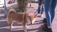 Especialistas recomiendan cada vez más la ortodoncia canina