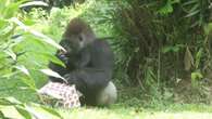 Indonesios celebran el 29 cumpleaños de los gorilas Kumbo y Kihi
