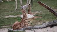 El zoo de Berlín llama a sus dos jirafas jóvenes Emily y Berti