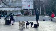 Tiflis, una urbe amable con sus perros callejeros