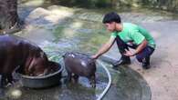 Imágenes del pequeño hipopótamo pigmeo que roba corazones en internet