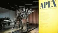 Citadel CEO Ken Griffin's $44.6M dinosaur skeleton to go on display