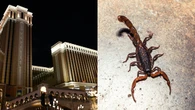 Las Vegas hot spot customer considering lawsuit after alleged scorpion sting in painful place