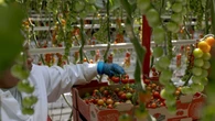 Your grocery bill could rise as fresh tomato prices set to jump