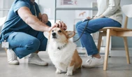 Blockbuster long acting flea and tick treatment for dogs coming after FDA approval