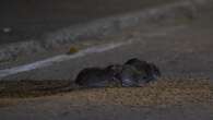 Pest control company Orkin declares Chicago 'rattiest' city again. How do other cities stack up?