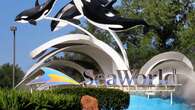 Florida woman sues SeaWorld, alleges fallen palm tree branch at wedding caused concussion