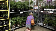 Costco issues warning notice for plant due to invasive insect infestation concern
