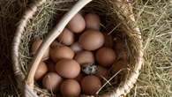 Tips for selling eggs and turning a profit right from your backyard