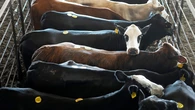Trump admin eyes Argentine beef imports as domestic prices soar to record highs