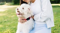 World's first smart dog collar uses AI to track pet health, detect escape attempts nationwide for pet parents