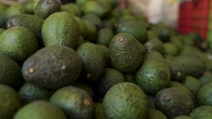 CA commission urges Trump administration to take action to protect avocado orchards