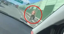 Nowa droga rowerowa? Wjechali na obwodnicę Trójmiasta