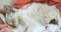 母猫に見捨てられ、猛暑の縁側で力尽き…「最後の力で人間の前に倒れ込んだ」瀕死の子猫に何が起こったか