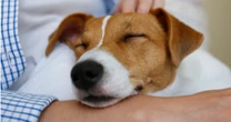 初めて犬を飼う時は「賢い犬」は避けるべき？動物行動学者が教える「犬も家族も幸せになる」犬種選びの正解