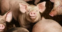 目に見えない悲劇。なんと、アメリカだけで年に2万人が亡くなっている…じつは、微生物が「薬剤耐性を獲得している」のは、医療機関外のことが圧倒的に多いという、驚愕の事実