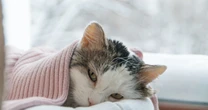 犬猫も問われる延命意思。獣医師が伝え「飼い主に知ってほしい看取りの新常識」