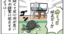 【マンガ】亀のキッチの家を大リフォーム！…新居に引っ越したキッチの「かわいすぎる反応」
