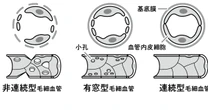 なぜ腎臓は壊れてしまうのか？その理由は「毛細血管」の圧力に！人体で最も毛細血管が密集する場所「腎臓の糸球体」を専門医が解説