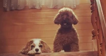 11年一緒に暮らした仲間を失くした犬。その時見せた「異常な行動」とその胸の内