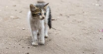 救えたはずの400匹以上の猫の命が「フェイクニュース」で犠牲に……被害者の猫ボランティア代表が実名告白「怪しい画像に社会が騙された理由」