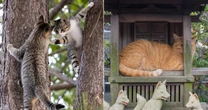 猫神様、挨拶を交わす猫、猫の宅急便…まさに奇跡！猫写真家が捉えた「衝撃的な瞬間」