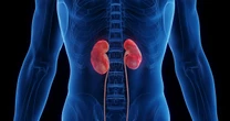 30代をピークに腎臓は小さくなっていく！人生100年時代に、腎臓専門医が「メチオニンの制限」に注目する理由