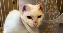 猫が両耳を失った理由は…餌やり「だけ」の罪深さも。地域猫に人間ができる「本当のサポート」