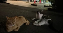 「近所に迷い猫が2匹…」動物支援団体web担当ボランティア女性が初保護活動で苦労したこと