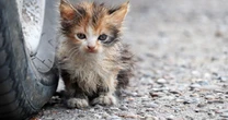 交通事故で瀕死の子猫、痩せ細って捨てられた犬…杉本彩が指摘、SNSに急増する「動物救出動画」への違和感