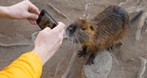 絶滅危惧種まで？　日本の「アニマルカフェ」「ふれあい動物施設」調査で判明した危険な現実