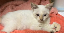 母猫に捨てられ瀕死の重症だった子猫。夜間救急、徹夜の看病、朝一番の輸血…「決して諦めない人たち」の行動