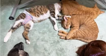 １日3～4回トイレ介護「一生オムツかもしれない」骨盤と尻尾の骨が溶けて動けない子猫に起きた予想外の出来事
