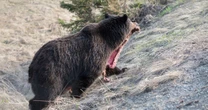 北海道でヒグマが「逆ビーガン化」している？…雑食を捨てて”肉食”に転身するクマが今後増えると言われるワケ