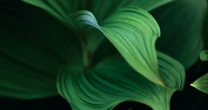 「住む世界が違うと、かたちは変わり生き方も変わる」植物写真作家・熊谷あずさが綴る「森と生命」