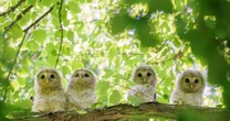 エゾフクロウの雛4羽が並ぶ「奇跡の写真」…「またとない瞬間」を収めた記録