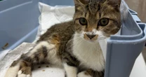 骨盤と尻尾の骨が溶けて動けない生後7ヵ月の子猫を救った「最後の砦」。怪我の理由の「嫌な予感」