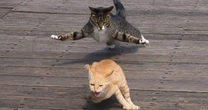 にこやかに撮影…している場合じゃない！猫写真家が捉えた「絶賛バトル中の猫たち」衝撃的な瞬間