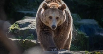 ヒグマの奇襲にクマ撃退スプレーが間に合わなかった「登山者の絶叫」…専門家が明かす「スプレーの正しい扱い方」